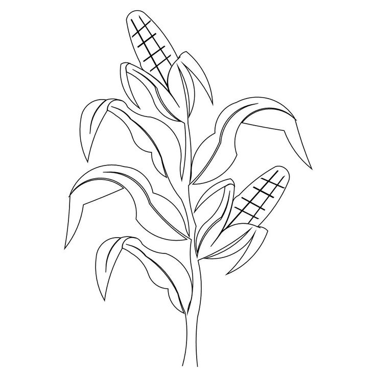 Corn stalk drawing corn drawing drawings corn stalks