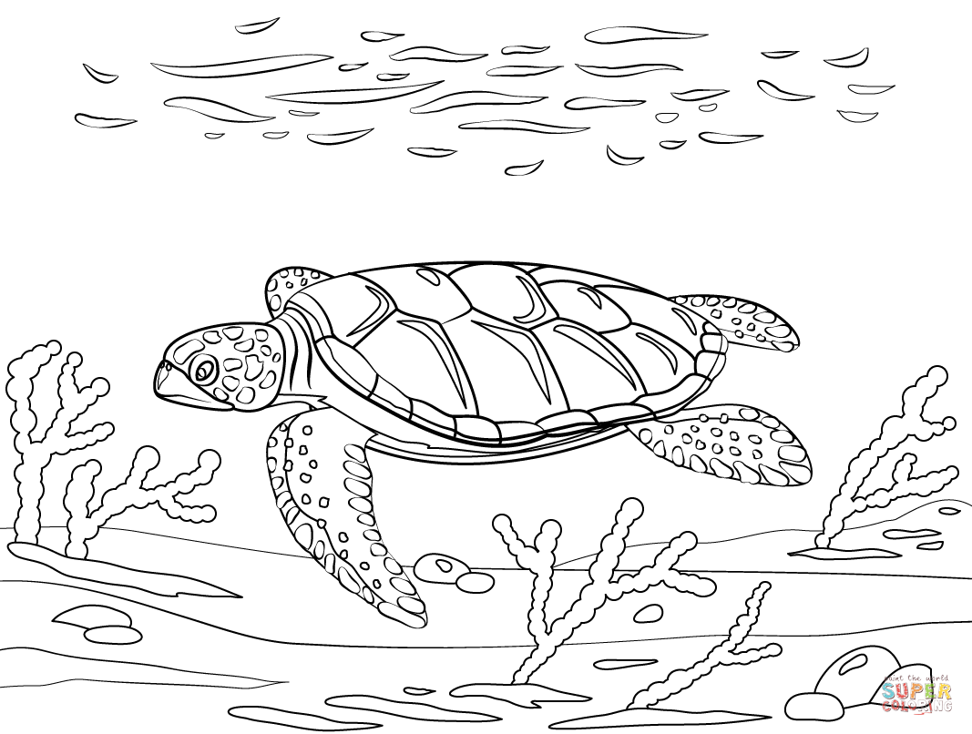 Flatback sea turtle coloring page free printable coloring pages