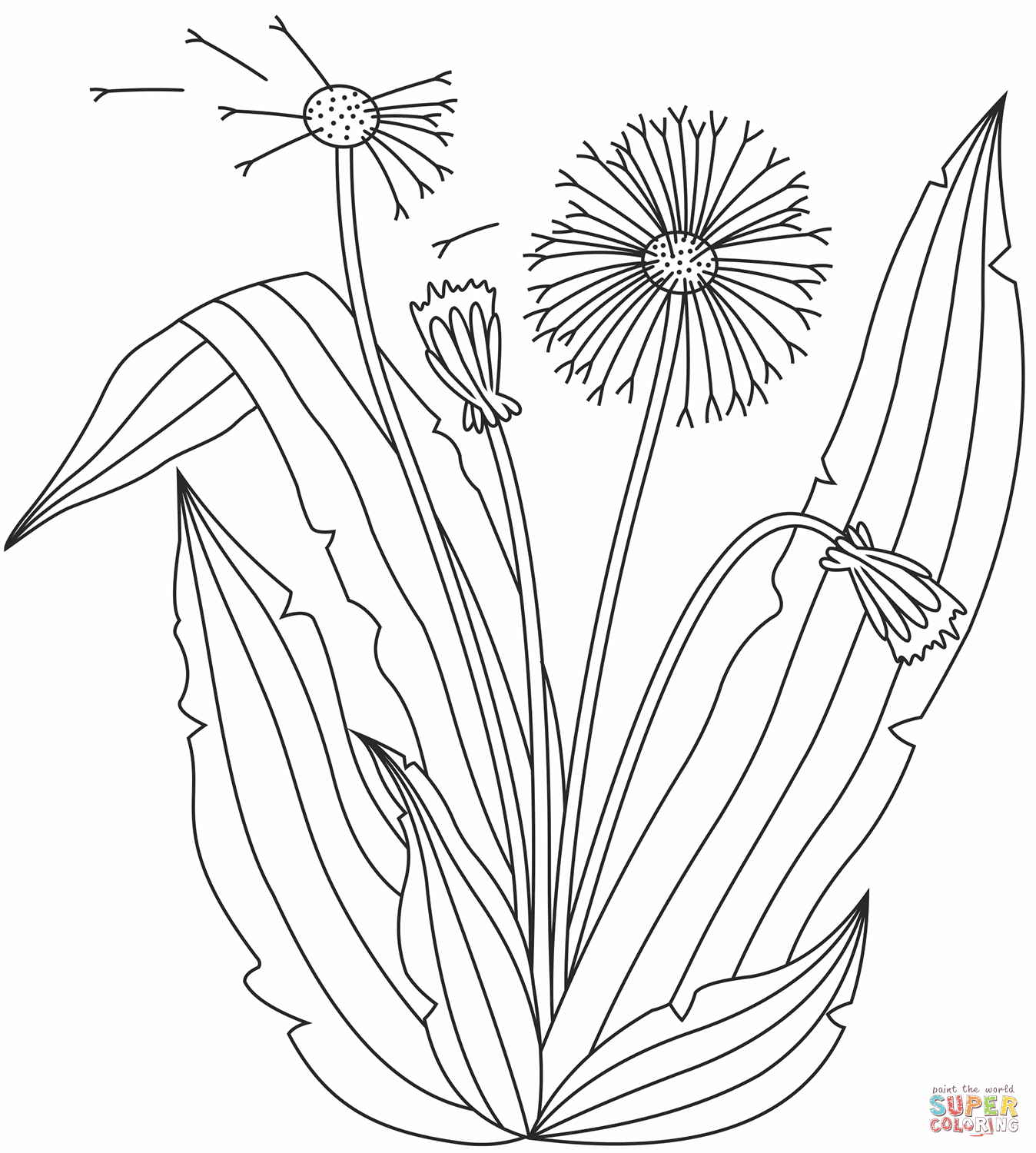 Dandelion coloring page free printable coloring pages