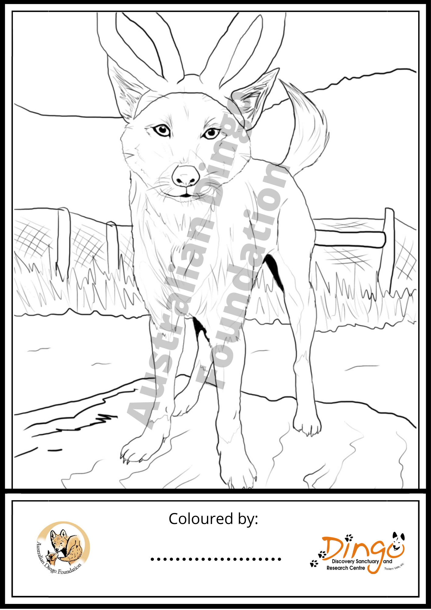 Dingo colouring pages australian dingo foundation store