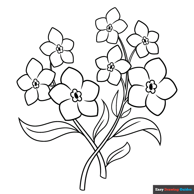 Forget me not flowers coloring page easy drawing guides