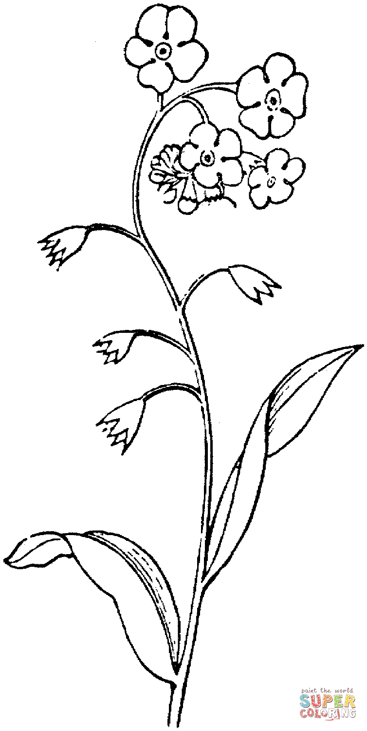 Forget me not coloring page free printable coloring pages