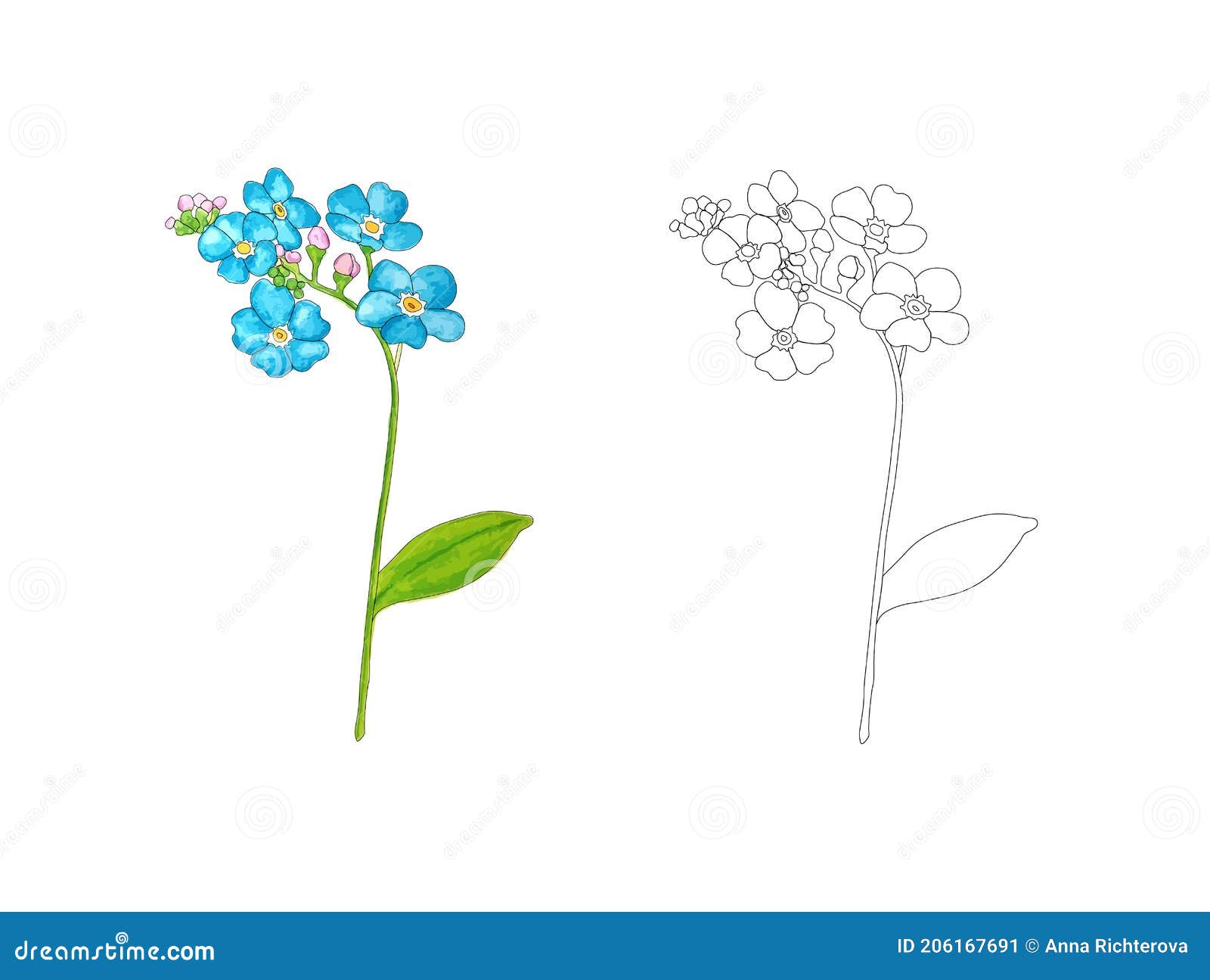 Coloring page with forget me not flower colorful pattern with black outline stock vector