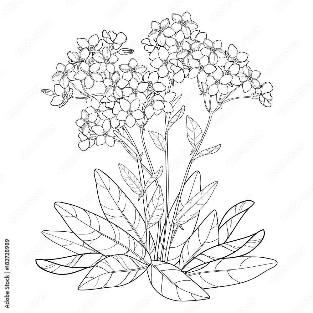 Vector bouquet with outline forget me not or myosotis flower bud and leaves in black isolated