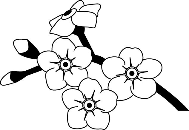 Forget me not flower drawing