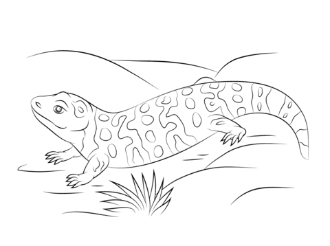 Cute gila monster coloring page free printable coloring pages