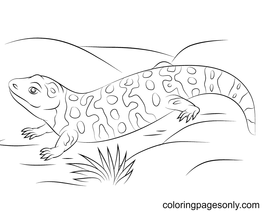 Lizard coloring pages printable for free download