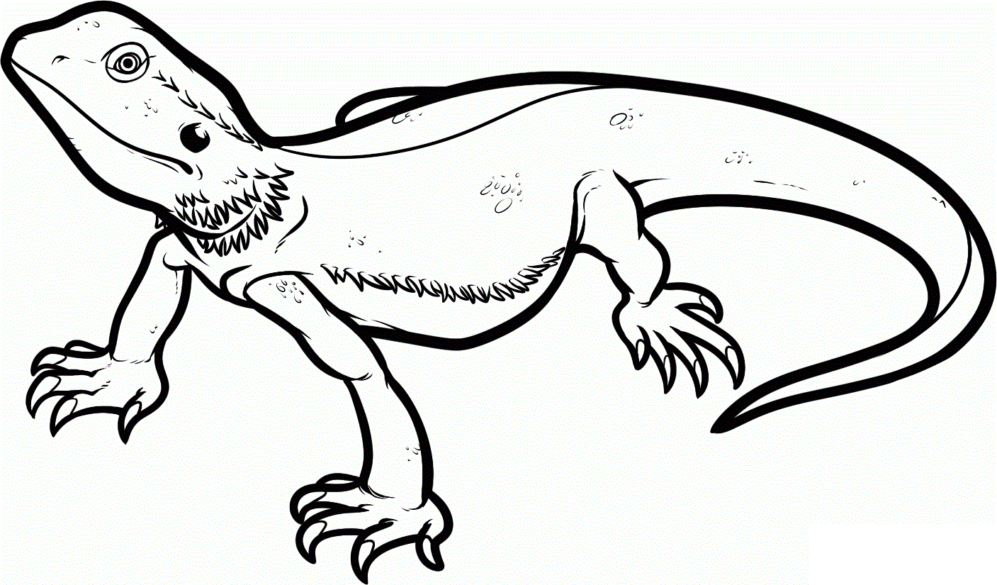 Free printable lizard coloring pages for kids