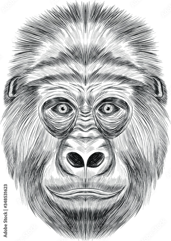 Funny gorilla black and white sketch coloring book vector