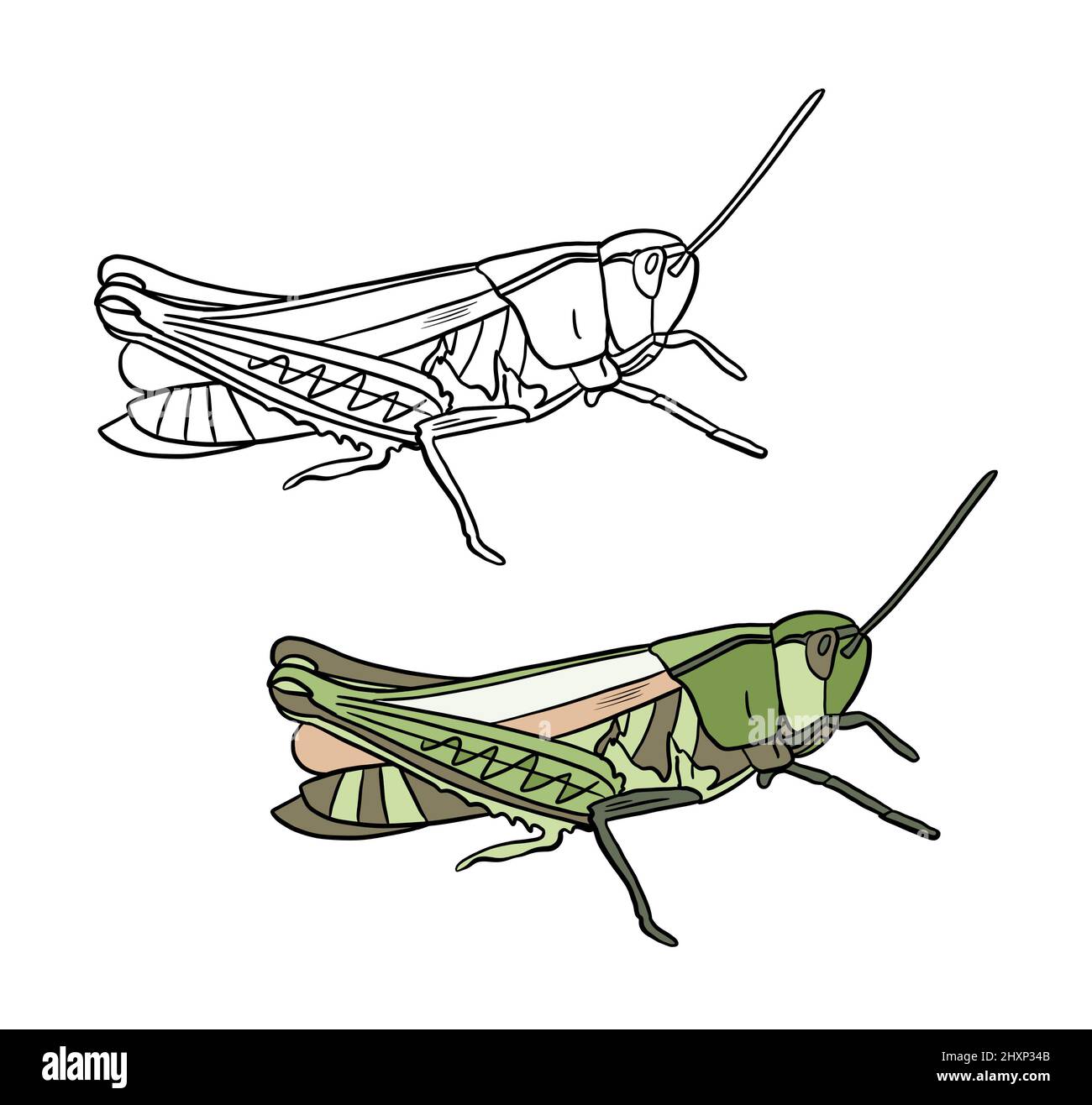 Illustration for a coloring book in color and black and white drawing of grasshopper on a white isolated background high quality illustration stock photo