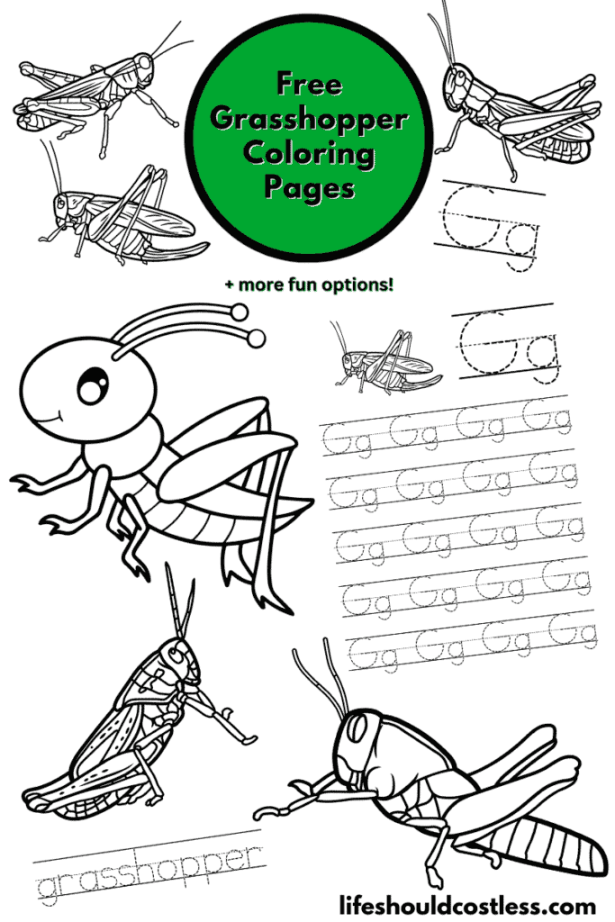 Grasshopper coloring pages free printable pdf templates