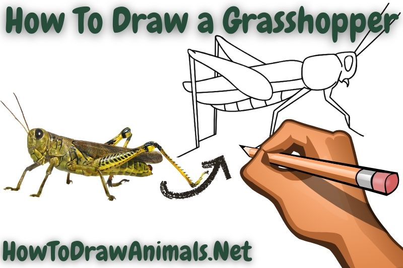 How to draw a grasshopper