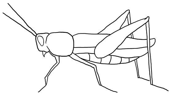 How to draw a grasshopper steps with pictures