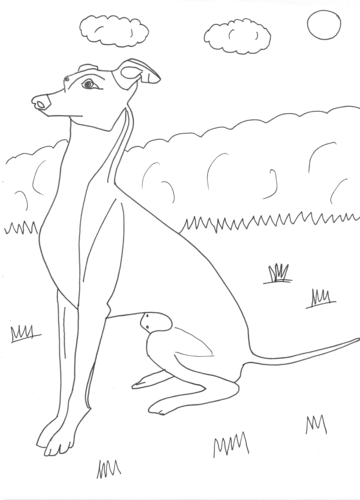 Pets dog italian greyhound colouring page teaching resources