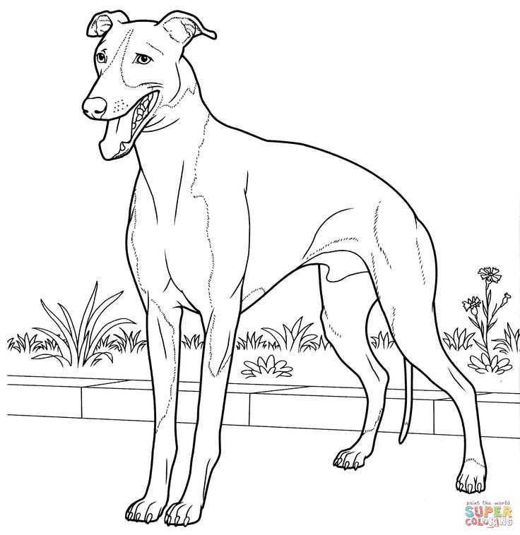 Italian greyhound dog coloring page dog coloring book grey hound dog