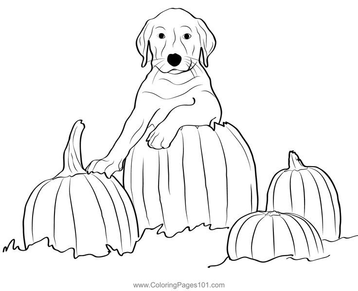 Dog with pumpkin puppy coloring page puppy coloring pages halloween coloring sheets halloween coloring pages printable