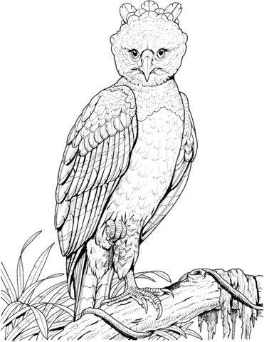 Harpy eagle coloring page free printable coloring pages eagle painting harpy eagle eagle drawing