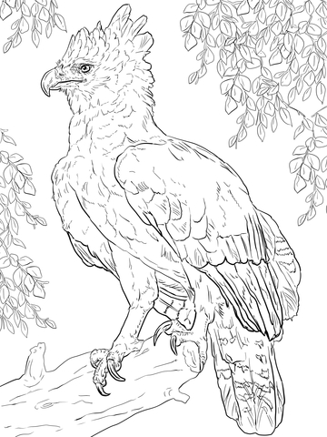 Harpy eagle perched on a branch coloring page free printable coloring pages