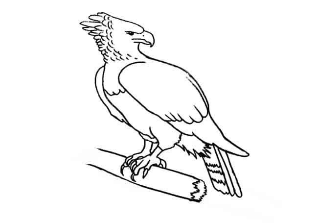 How to draw a harpy eagle step by step â easy animals draw