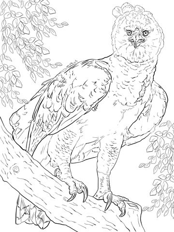 American harpy eagle coloring page owl coloring pages bird coloring pages witch coloring pages