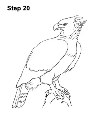 How to draw a harpy eagle video step