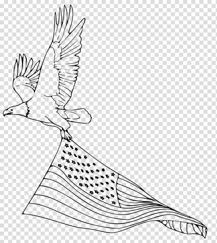 Free bald eagle coloring book harpy eagle drawing eagle transparent background png clipart