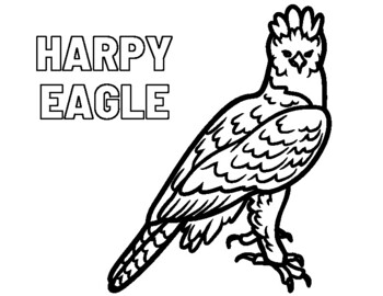 H is for harpy eagle coloring sheet by danielle bozung tpt