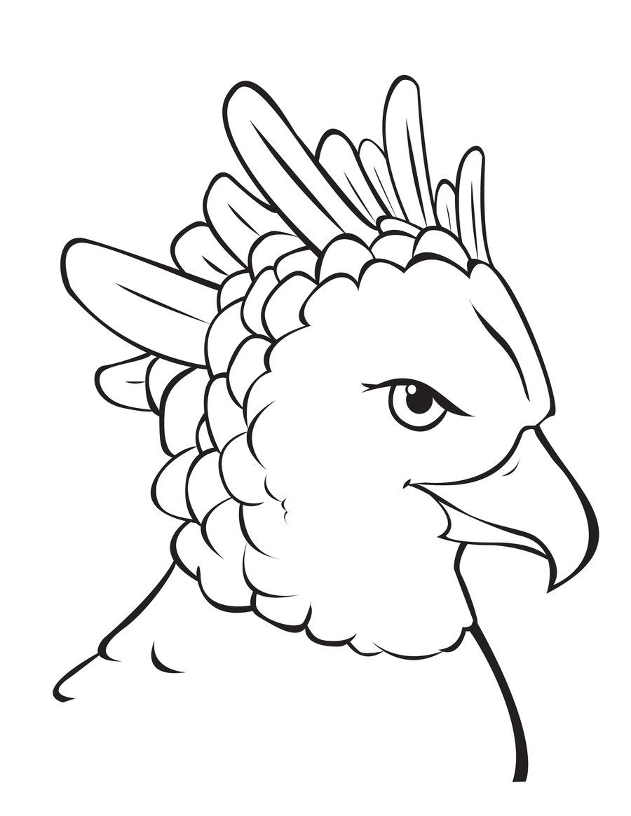Harpy eagle coloring sheet coloring pages eagle painting eagle drawing