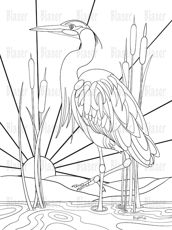 Coloring page heron printable nature coloring digital download adults kids bird great blue heron blue heron download blue heron