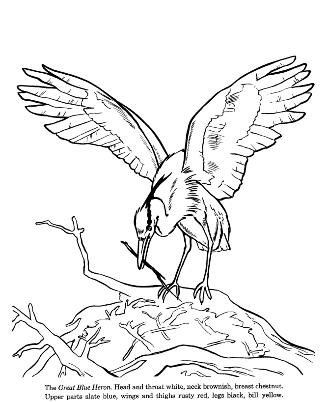 Animal drawings coloring pages blue heron bird identification drawing and coloring pages