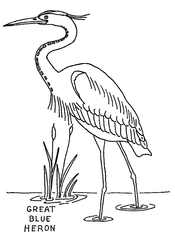 Great blue heron coloring page