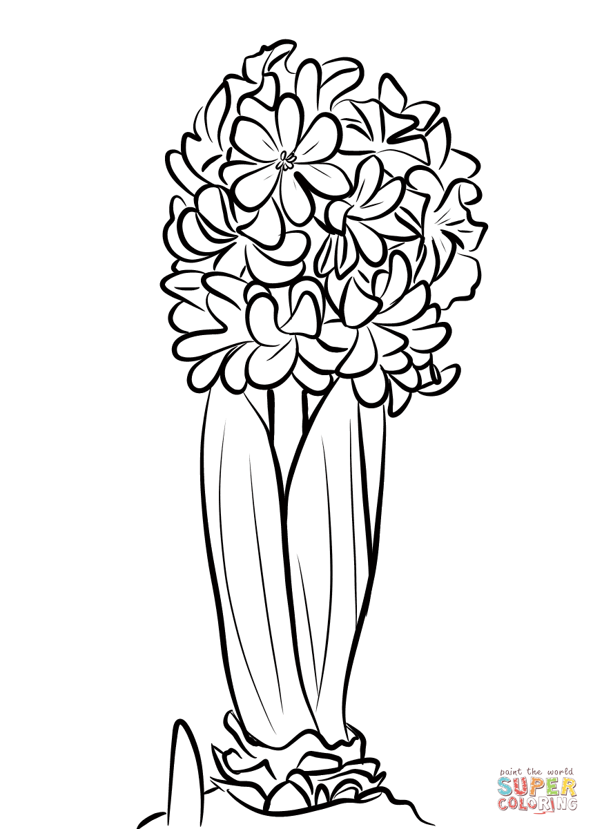 Hyacinthus coloring page free printable coloring pages coloring pages free coloring pages flower drawing tutorials