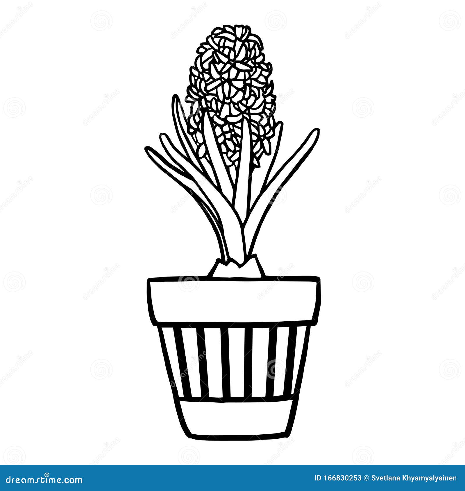 Coloring page hyacinth in a pot stock illustration