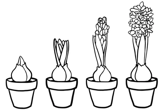 Vector illustration coloring page spring flowers hyacinth in a pot stages of hyacinth growth coloring book for adults and children realistic design botanical illustration vector