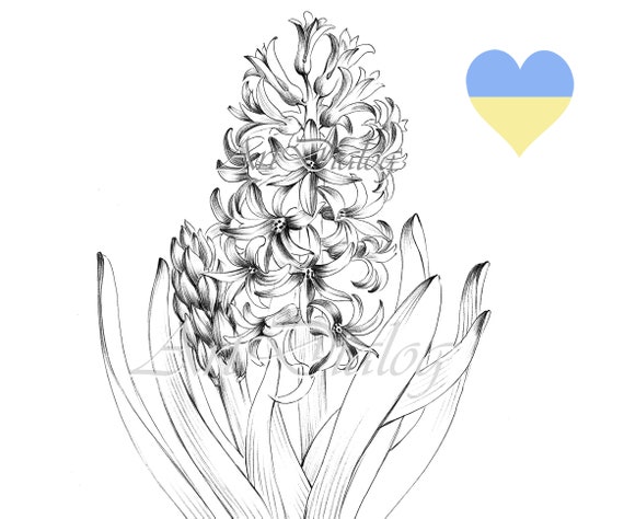 Hyacinth drawimg large print hygge spring flower jpeg clipart coloring page line drawing botanical prints a print black white