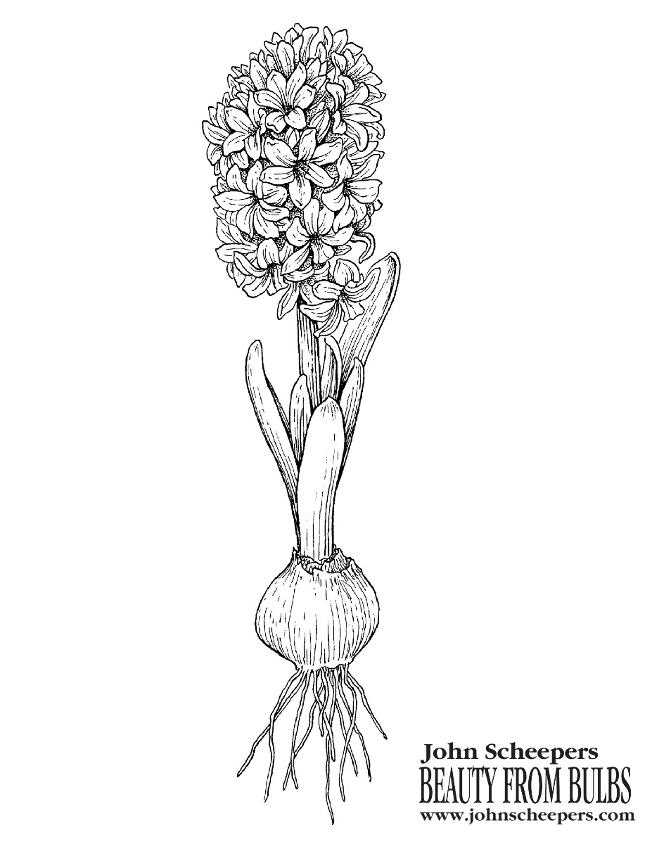 Flower bulb coloring sheets to tide you over til spring