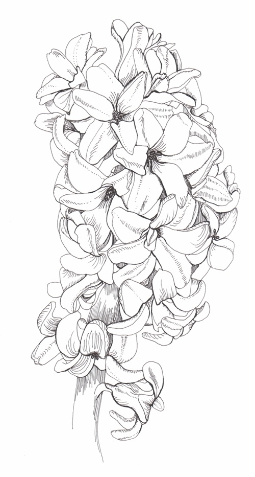 Hyacinth phase flower drawing flower coloring pages flower sketches