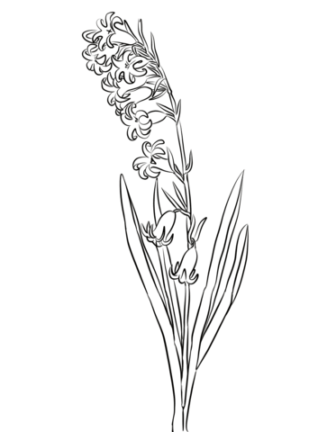 Hyacinthus coloring pages printable for free download