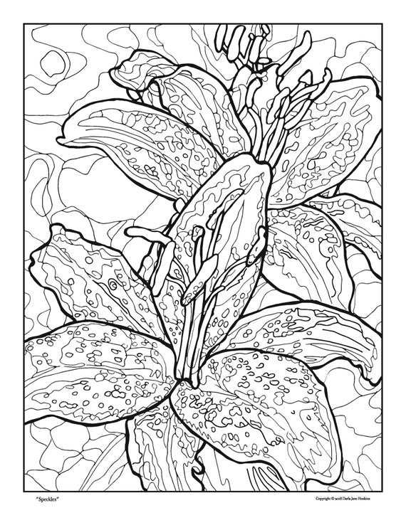 Coloring pages djhoskinsart flower illustrationsfloral digital download pdf pen and ink drawings cannas sacred lotus water hyacinth