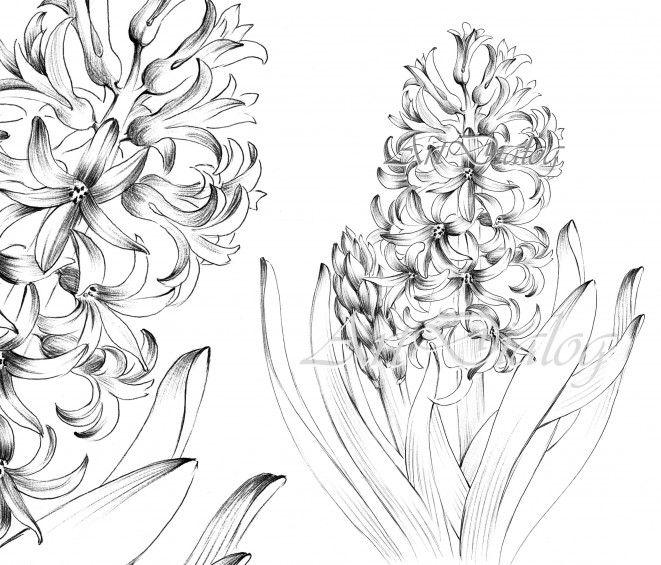 Hyacinth sketch large print hygge spring flower jpeg clipart coloring page line drawing botanical prints a print black white in online supermarket sol