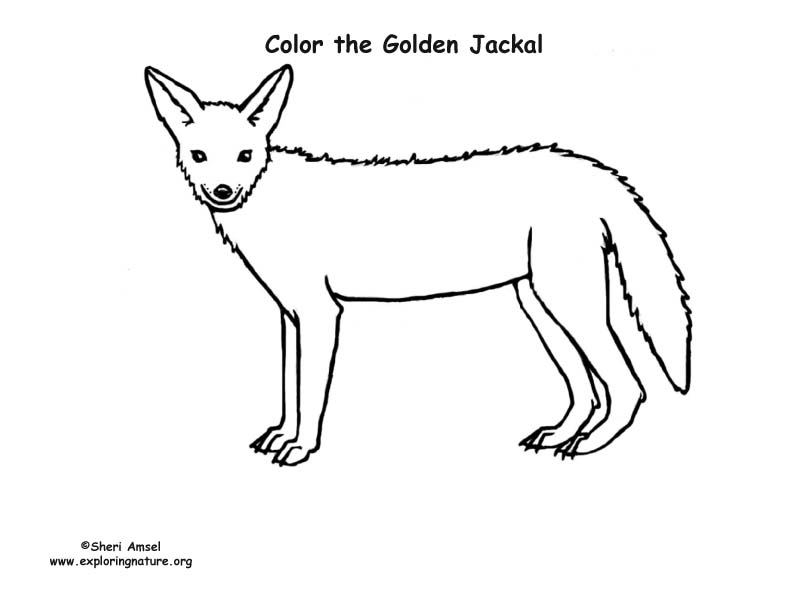 Jackal coloring page