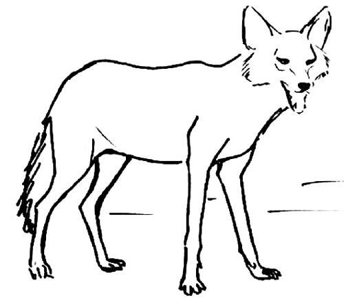 How to draw a jackal step