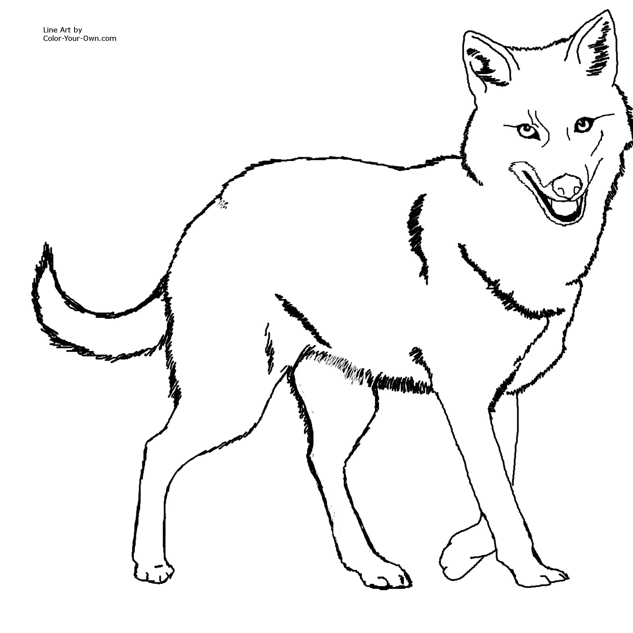 Golden jackal coloring page