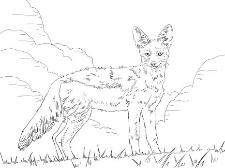 Side striped jackal coloring page super coloring animal coloring pages animal sketches wild dogs