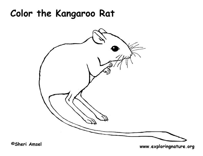 Kangaroo rat coloring page