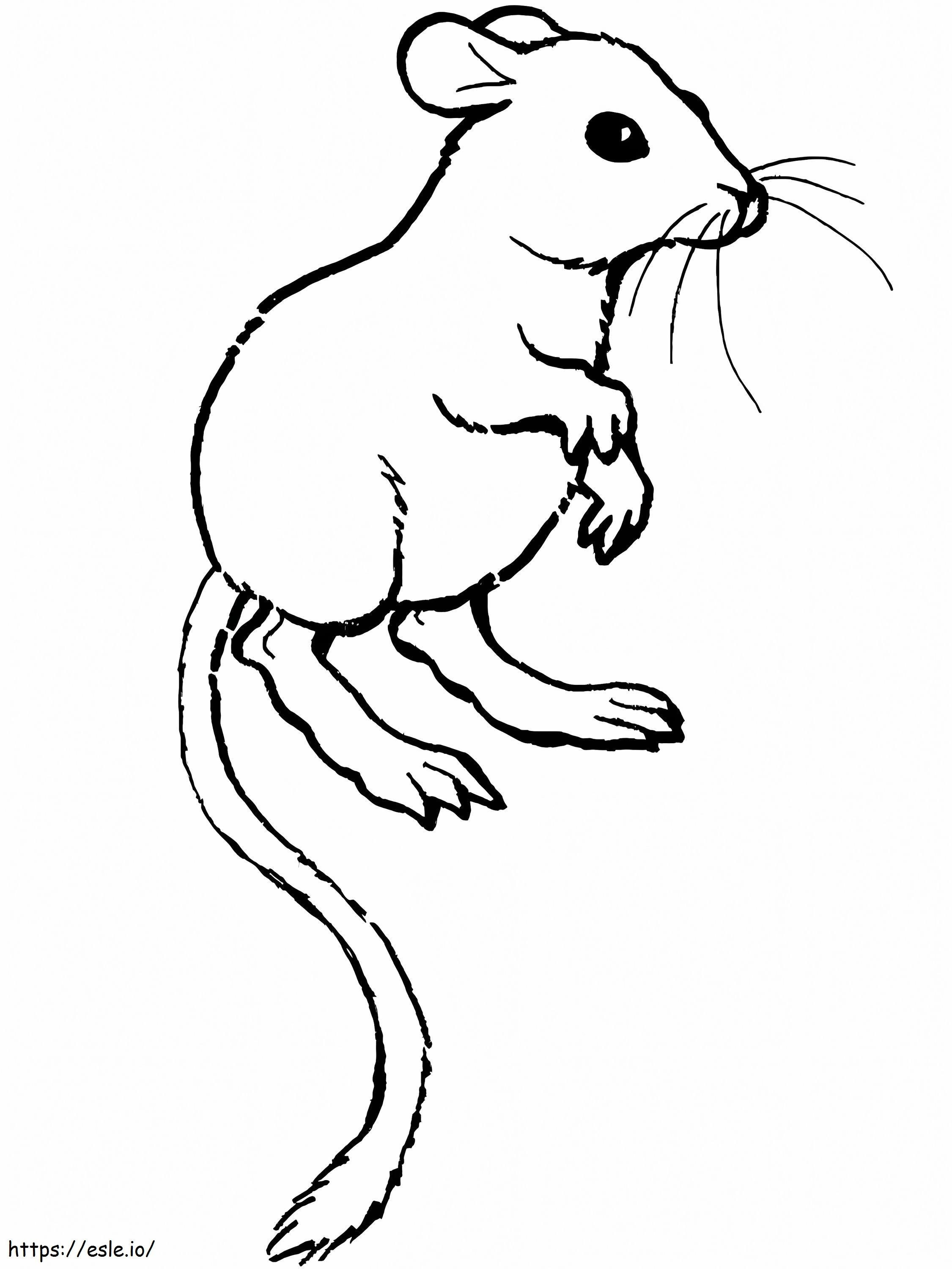 Kangaroo rat coloring page