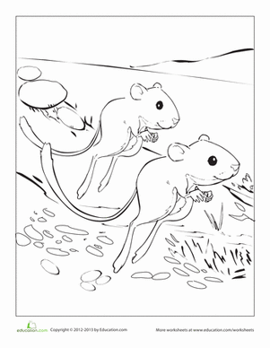 Kangaroo rat worksheet education kangaroo rat coloring pages desert animals