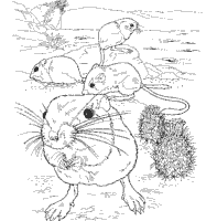 Kangaroo rat coloring pages