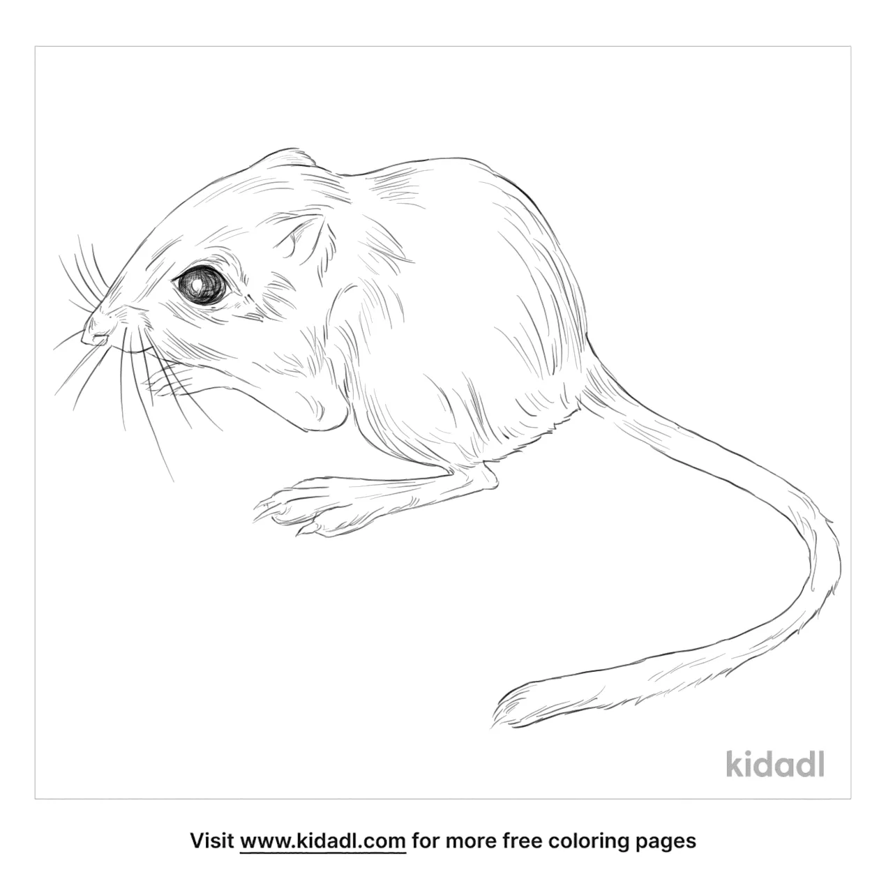 Free fresno kangaroo rat coloring page coloring page printables