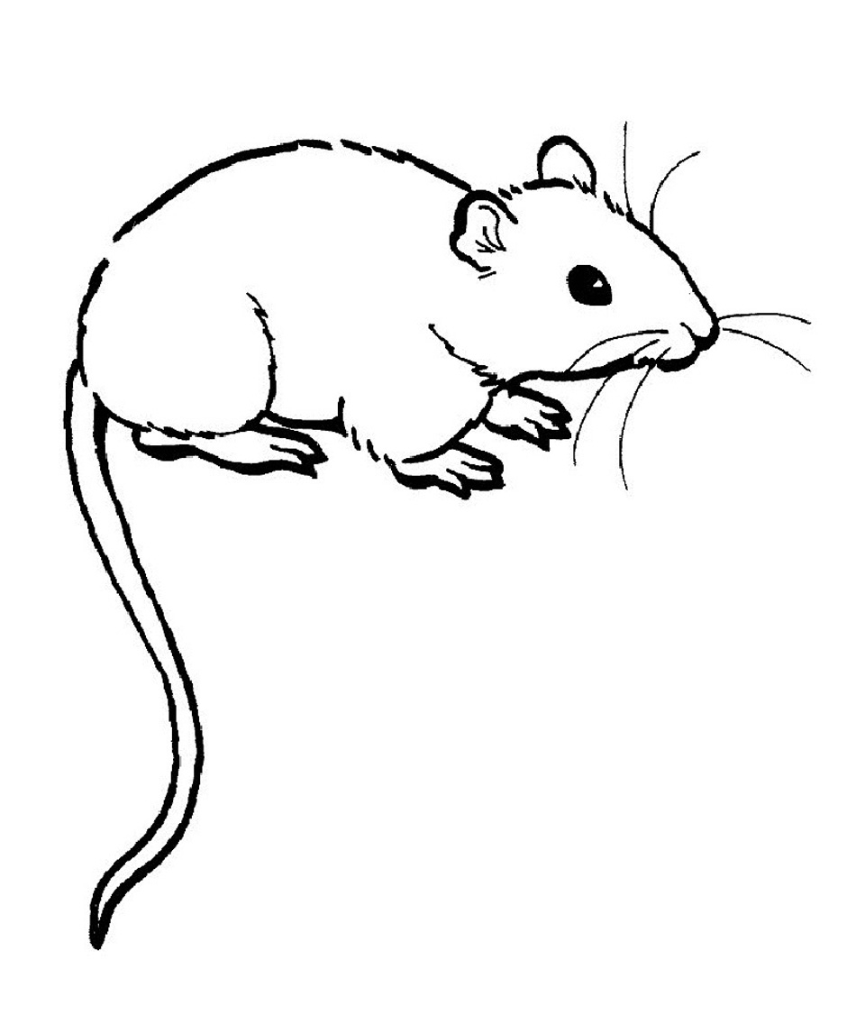 Free printable rat coloring pages for kids